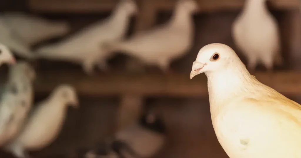 poštové holuby chovateľské potreby