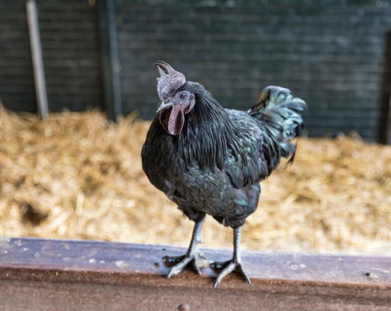 Ayam cemani – čierna sliepka
