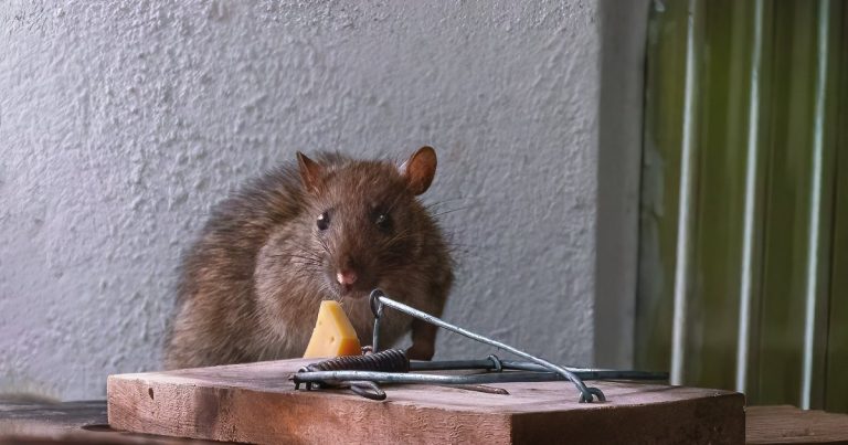 Myši na povale – ako sa ich zbaviť a sú to naozaj myši