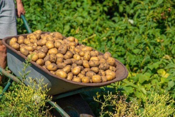 Aké zemiaky sadiť – kompletný sprievodca podľa varného typu (A, B, C, D) a vegetačnej doby