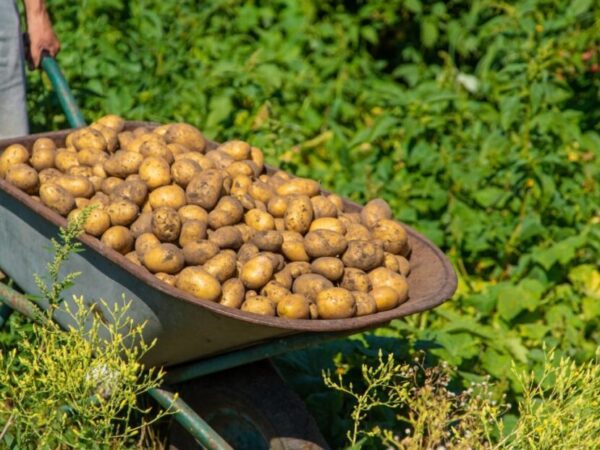 Aké zemiaky sadiť – kompletný sprievodca podľa varného typu (A, B, C, D) a vegetačnej doby