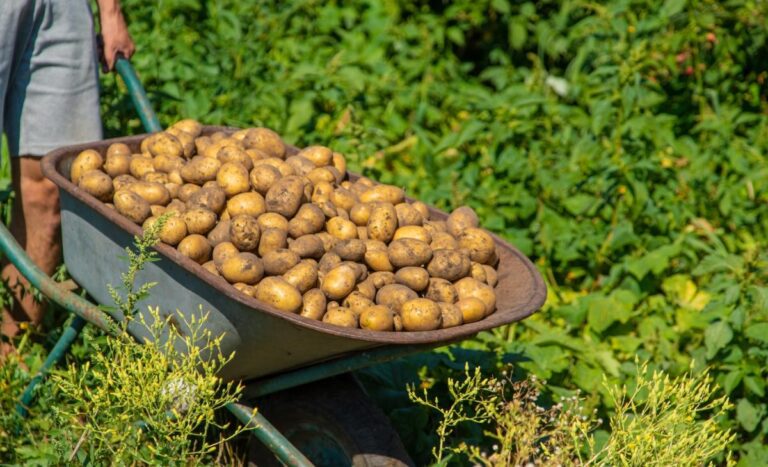 Aké zemiaky sadiť – kompletný sprievodca podľa varného typu (A, B, C, D) a vegetačnej doby