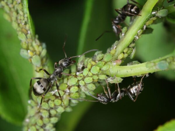 Mravce v záhrade – čo znamenajú a ako sa ich zbaviť
